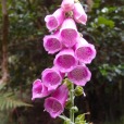 A beautiful Fox Glove that lines the already beautiful landscape.