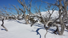 Squiggly snow gums at the top of Parachute