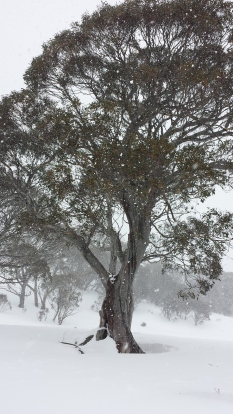 Snow gum at the bottom of Mount Perisher