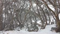 Gums at Kahane loge in snow storm