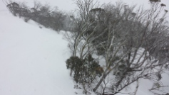 Gums at North Perisher in snow storm